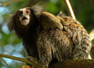 Mamãe Sagui