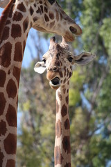 Naklejka premium Jirafa joven comiendo