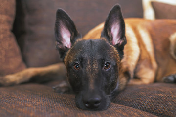 The portrait of a cute young Belgian Shepherd dog Malinois with a black mask lying indoors on a brown couch with pillows