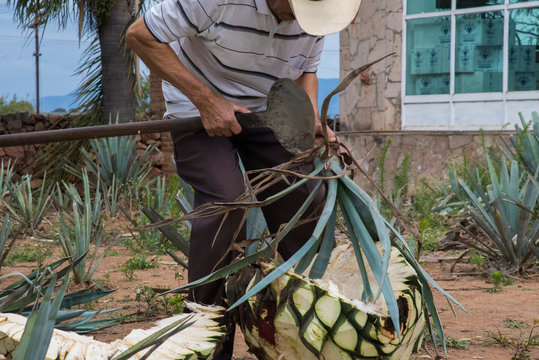 trabajador en proceso de cortar las pencas de agave para preparar tequila, en Jalisco M&eacute;xico