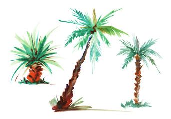 Palm. Watercolor sketch. Hand-drawn illustration isolated on white background
