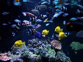 Fototapeta na wymiar Aquarium Feeding Frenzy