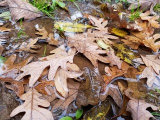 Fall Leaves in Puddle
