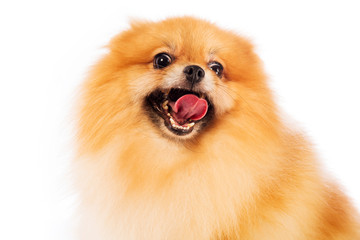Obraz premium Portrait of cute pomeranian spitz on white background