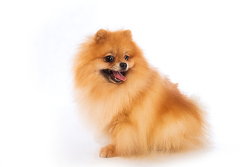 Portrait of cute pomeranian spitz on white background