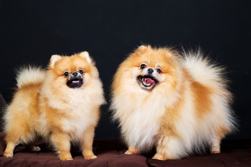 Portrait of cute pomeranian spitz on black background