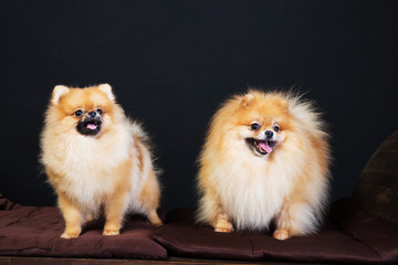 Portrait of cute pomeranian spitz on black background