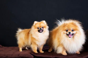 Portrait of cute pomeranian spitz on black background