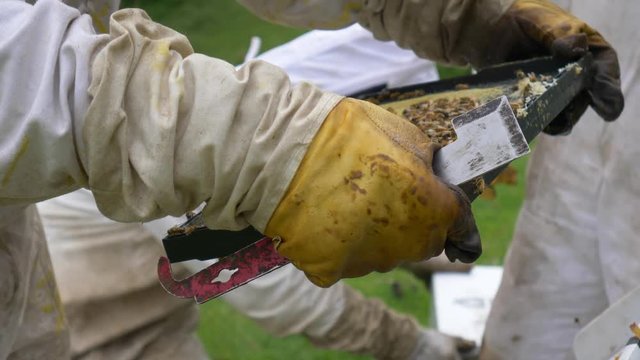 Slowmo Close Up Detail Shot, beekeeper examining nucleus hive slate for disease
