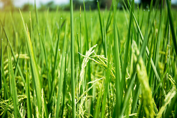 close up of yellow green rice field