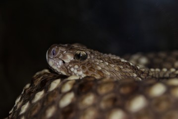 Rattlesnake Death Glare