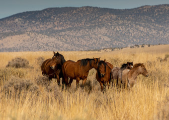 Mustang family in the high desert of Nevada with a mountain in the background and dry grass