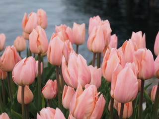 Early tulips