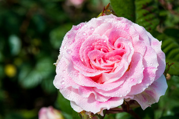 Pink rose closeup with water drops after summer rain