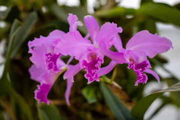 Obraz premium orchid in the botanical garden of Rio de Janeiro Brazil