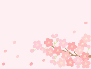 さくら24　桜