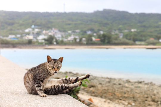 A cat grooming at the beach.