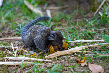 Monkey eating mango at the Botanical Garden in Rio de Janeiro Brazil