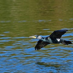 優雅に飛ぶ婚姻色のカワウ