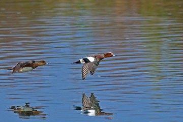 ヒドリガモのランデブーシーン