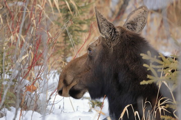 Cow moose lying down in the snow