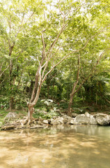 Sleeping Giant Tropical Garden 3