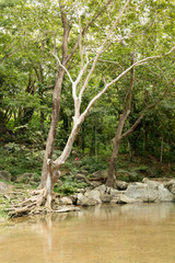 Sleeping Giant Tropical Garden 1