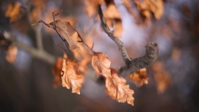 Colorful leaves in the winter Location: Normafa, Budapest, Hungary Recorded with a canon 6D, Leica 50mm 1.4