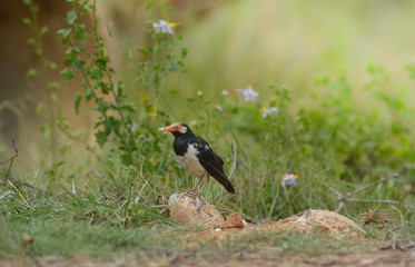 Asian Pied Starling , Lovely bird.