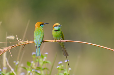 Pair of Green Bee-eater in the paddle field in the morning