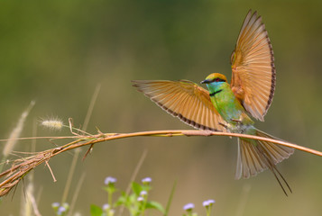 Fototapeta premium Green Bee-eater