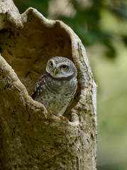Spotted owlet in the wood hollow