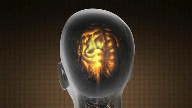 brain, human, science, medical, medicine, technology, cancer, examination, head, health, mri, patient, people, radiology, skull, tumor, x-ray, anatomy, doctor, healthcare, hospital, illness, image, or