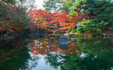 京都　円山公園の紅葉　
