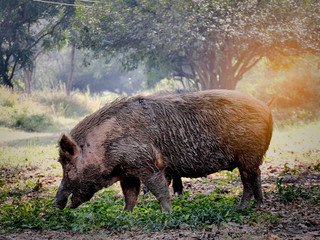 Big old white wild boar in nature.