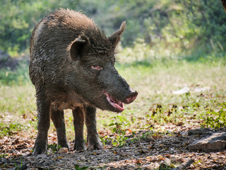 Big old white wild boar in nature.