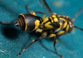 Macro Photo Abdomen and Stinger of Wasp on Turquoise Floor