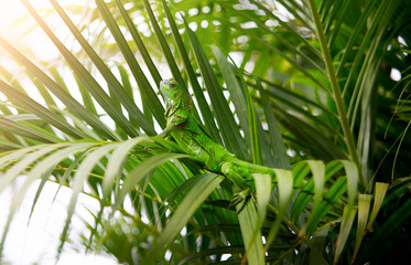 Obraz na płótnie Canvas Lizard in a palm tree tropical island getaway reptile