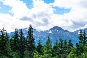 Landscape view of alpine trees and snow covered mountains in the background on hiking trail to Upper Dewey Lake in Skagway, Alaska