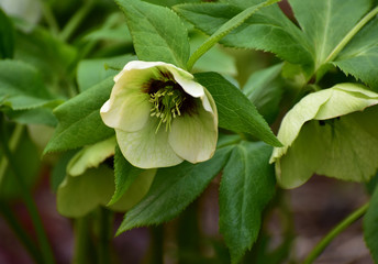 ライム色のクリスマスローズ