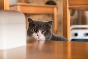 Cute British short-haired cat, indoor shooting