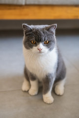 British short-haired cat sits on the ground