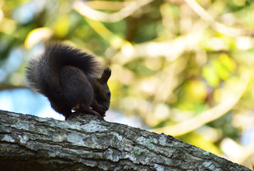 秋の樹上のリス
