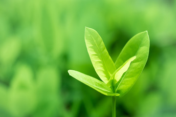 Leave green background.