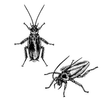 Hand drawn set of cockroach. Realistic sketches. Vector illustration.