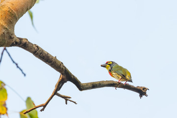 Coppersmith Barbet perching on Bo tree