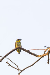 Coppersmith Barbet perching on dry perch