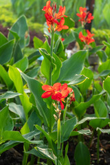 Majestic red canna lilies in an outdoor park