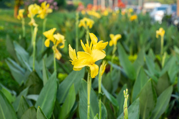 Majestic yellow canna lilies in an outdoor park