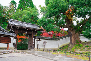 Fototapeta premium 京都 青蓮院門跡の大楠（おおくすのき）と紅葉